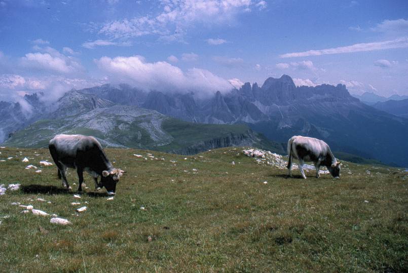 The Alps