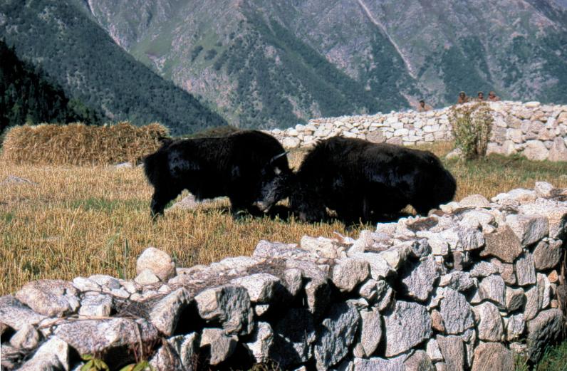 Fighting Yaks
