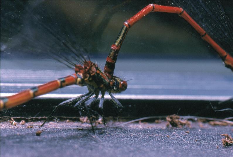 Damselfly