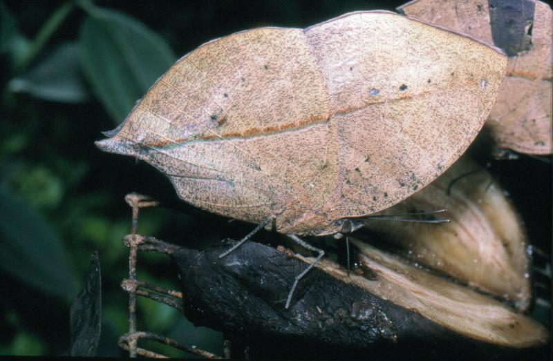 Butterfly Leaf
