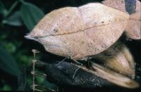 Butterfly Leaf