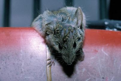 Mouse