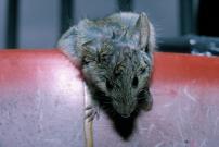 Unlucky mouse