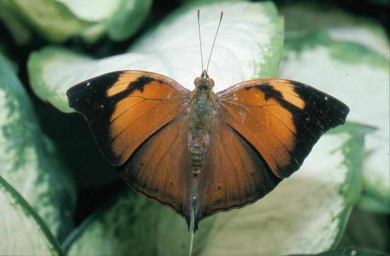 Butterfly #1
