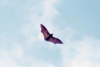 Bat