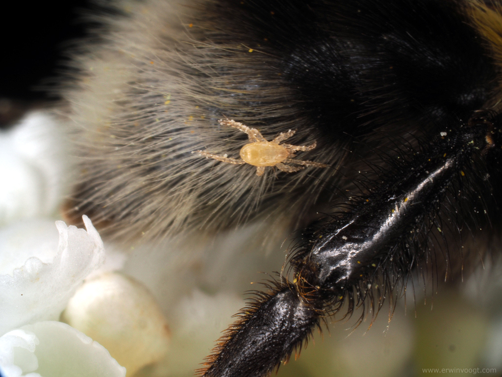 Hommel