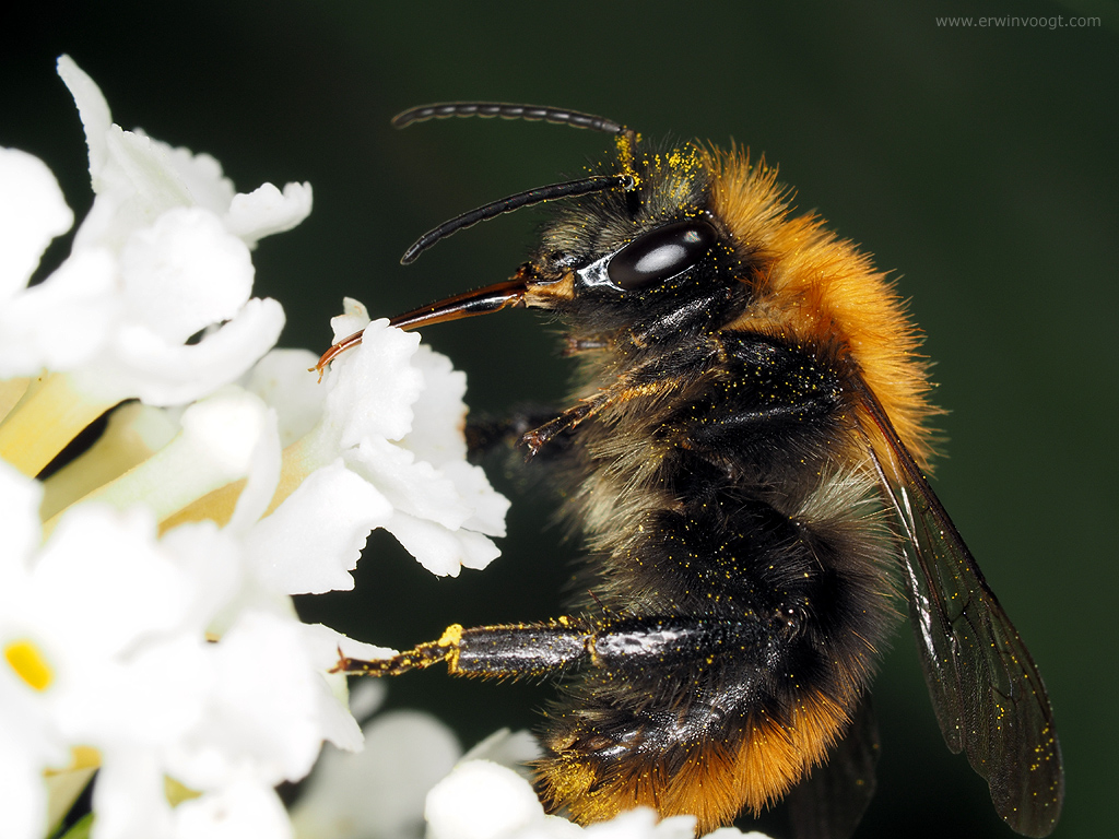 Hommel
