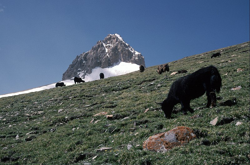Shimshal Pamir