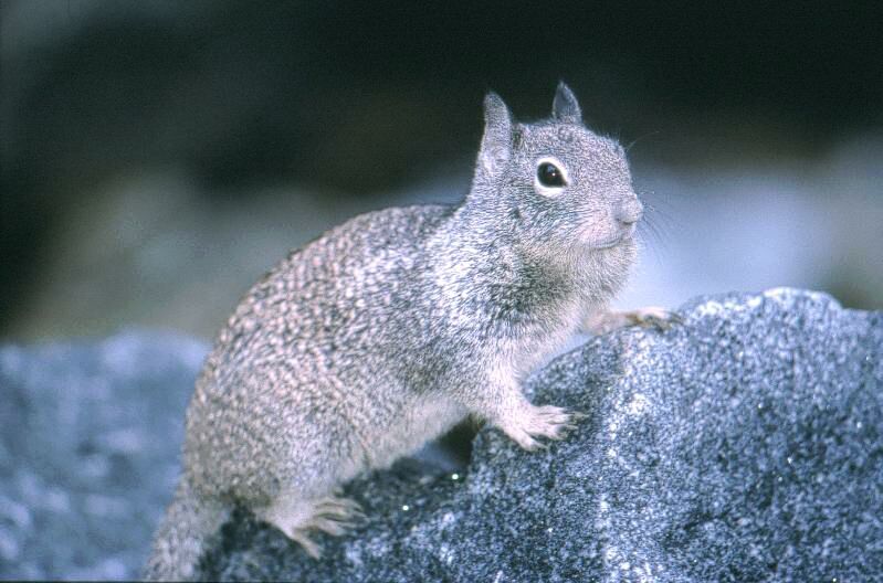 Squirrel