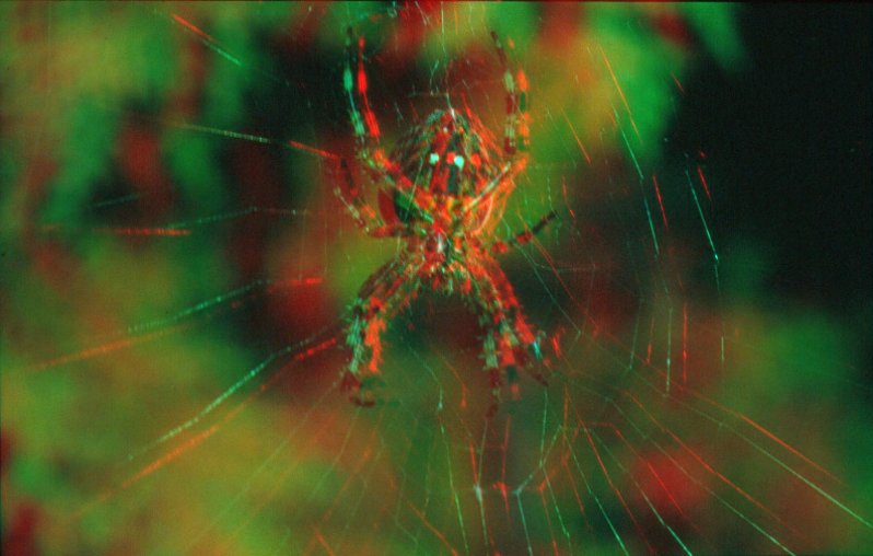 Spider